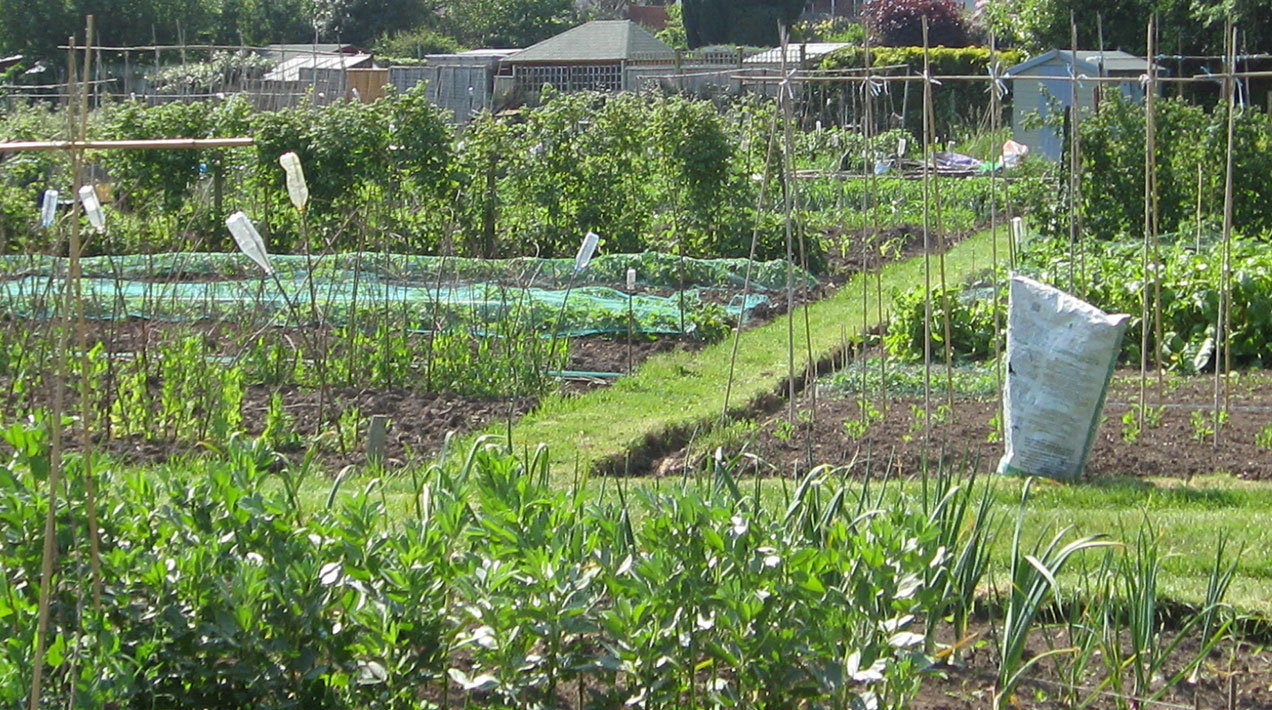 Allotment - credit: Flickr/ Ruth Hartnup (CC by 2.0)